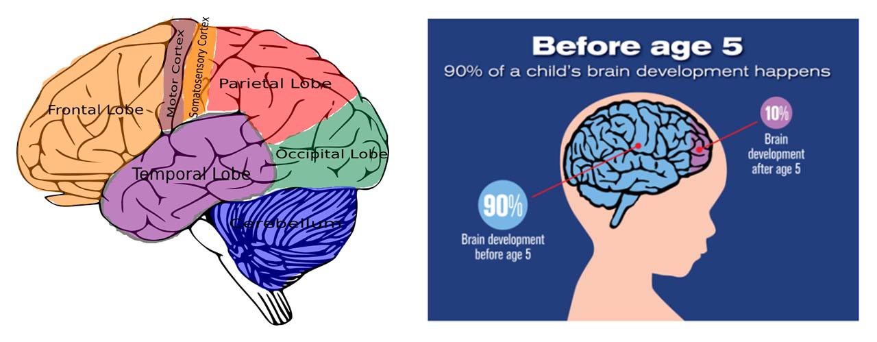 Brain Development Stages In Children