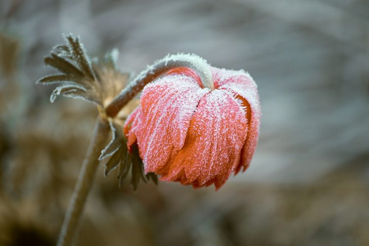 Frozen Blossom