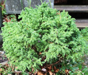 Cryptomeria japonica