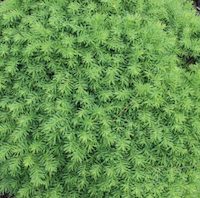 Picea abies 'Little Gem'