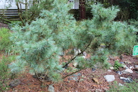 Pinus pumila (Siberian Dwarf White Pine) Japan