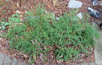 Podocarpus nivalis - (Alpine totara) New Zealand