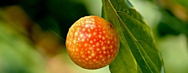 Oriental Chestnut Gall (Image- Manfred Richter).