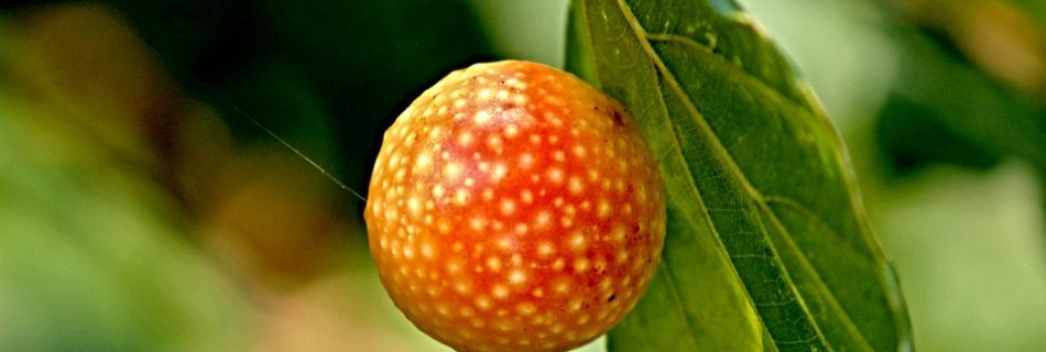 Oriental Chestnut Gall (Image- Manfred Richter).