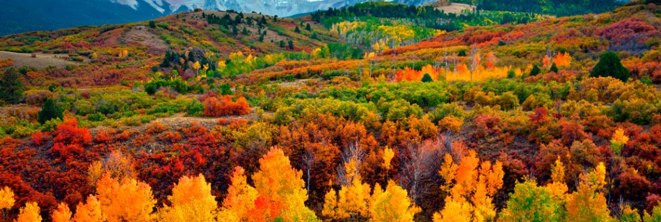 Take in the bright golds and oranges of fall as snow capped mountains provide a startling contrast at Ridgeway, Colorado. (Emily Davies-Robinson, 15 October 2015)
