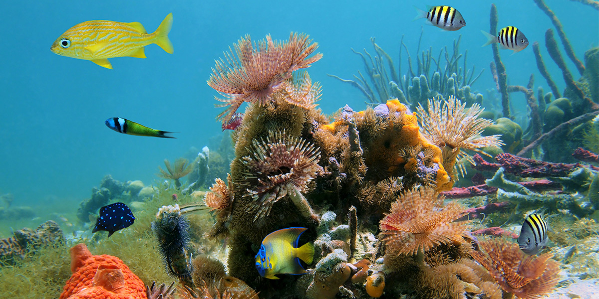 Isla del Coco National Park (Centro America)