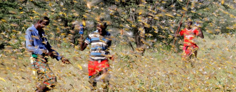 Samburu men attempt to fend-off a swarm of desert locusts flying over a grazing land in Kenya, 2020. (Image: Njeri Mwangi/Reuters)