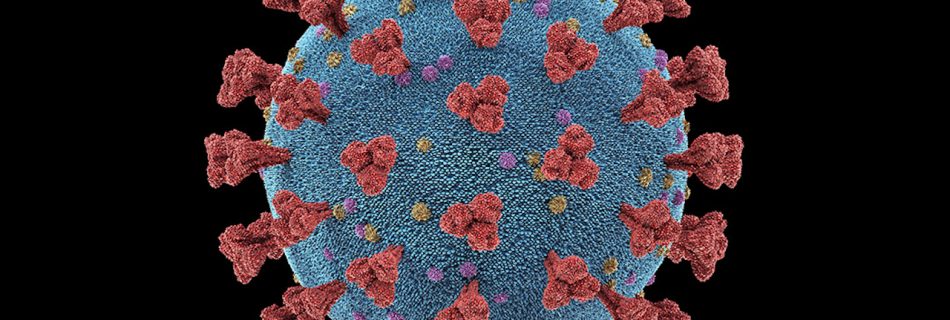 Coronavirus particle, illustration. Different strains of coronavirus are responsible for diseases such as the common cold, gastroenteritis and SARS (severe acute respiratory syndrome). A new coronavirus (2019-CoV) emerged in Wuhan, China, in December 2019. The virus causes a mild respiratory illness that can develop into pneumonia and be fatal in some cases. The coronaviruses take their name from their crown (corona) of surface proteins, which are used to attach and penetrate their host cells. Once inside the cells, the particles use the cells' machinery to make more copies of the virus. (Image by KTSDesign/Science/Getty Images/Science Photo Library RF)