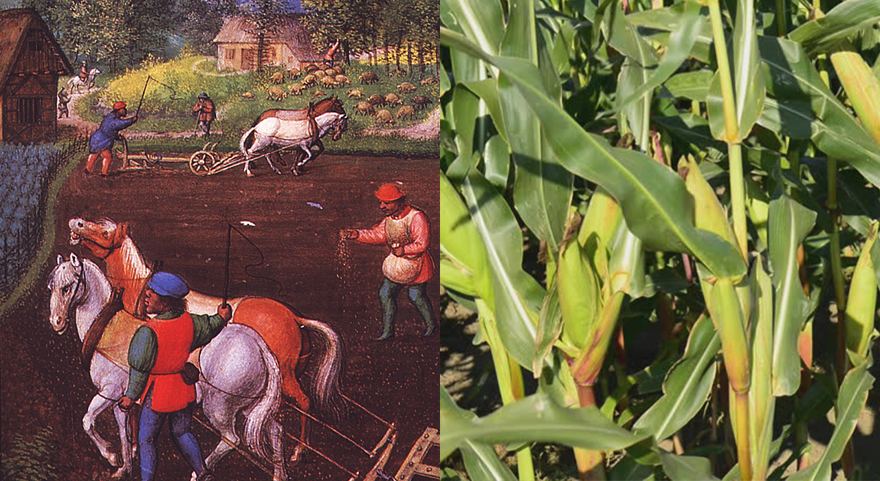 Simon Bening, Labors of the Months and harvest - September, from a Flemish Book of hours (Bruges, Peasants in the 16th century from Wikimedia Commons)