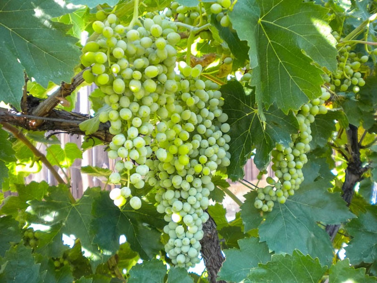 Thompson seedless виноград