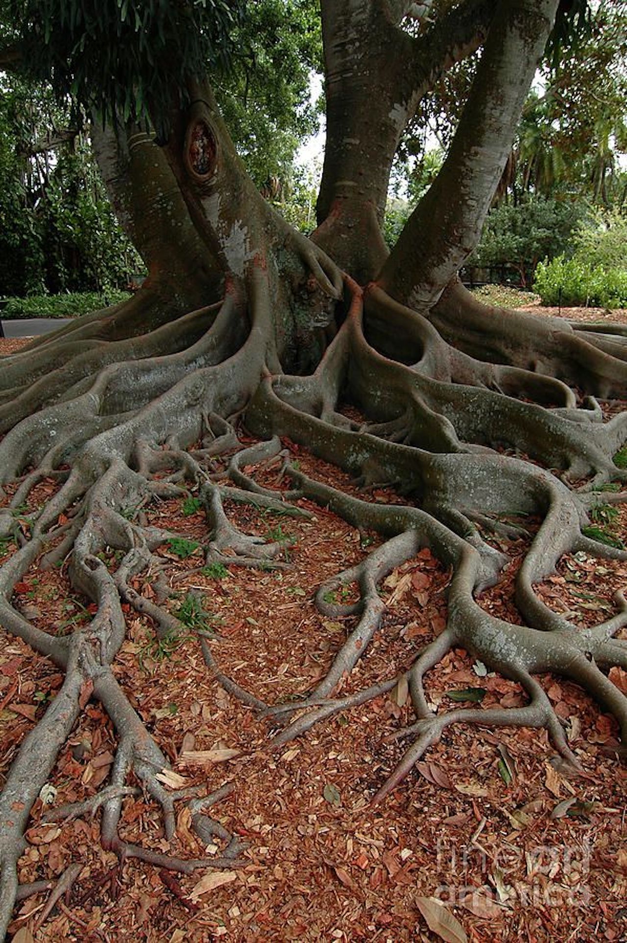 A banyan tree with aerial prop roots that mature into thick, woody trunks, which can become indistinguishable from the primary trunk with age