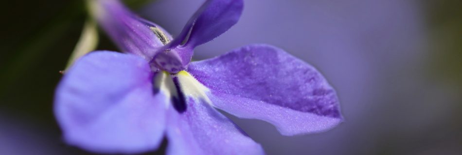 Be careful of praises you receive (Lobelia siphilitica, Blue praise)