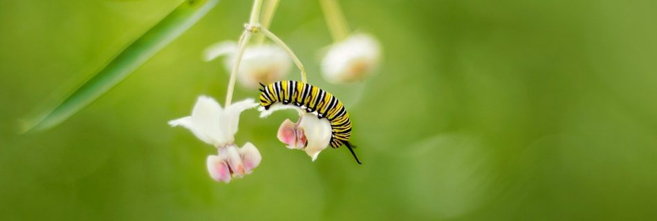 Monarch Butterfly