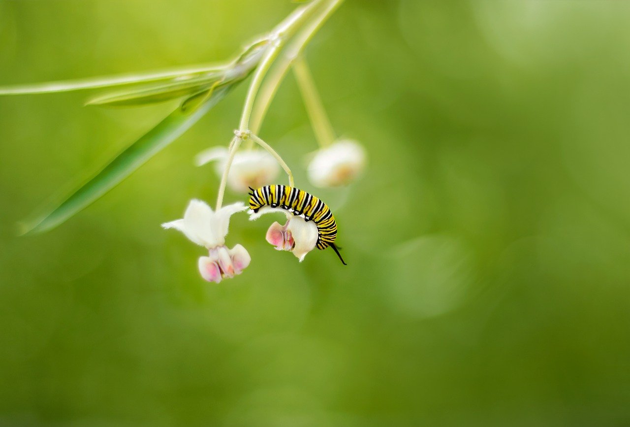 Monarch Butterfly