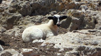 A Lost Sheep is Waiting for You