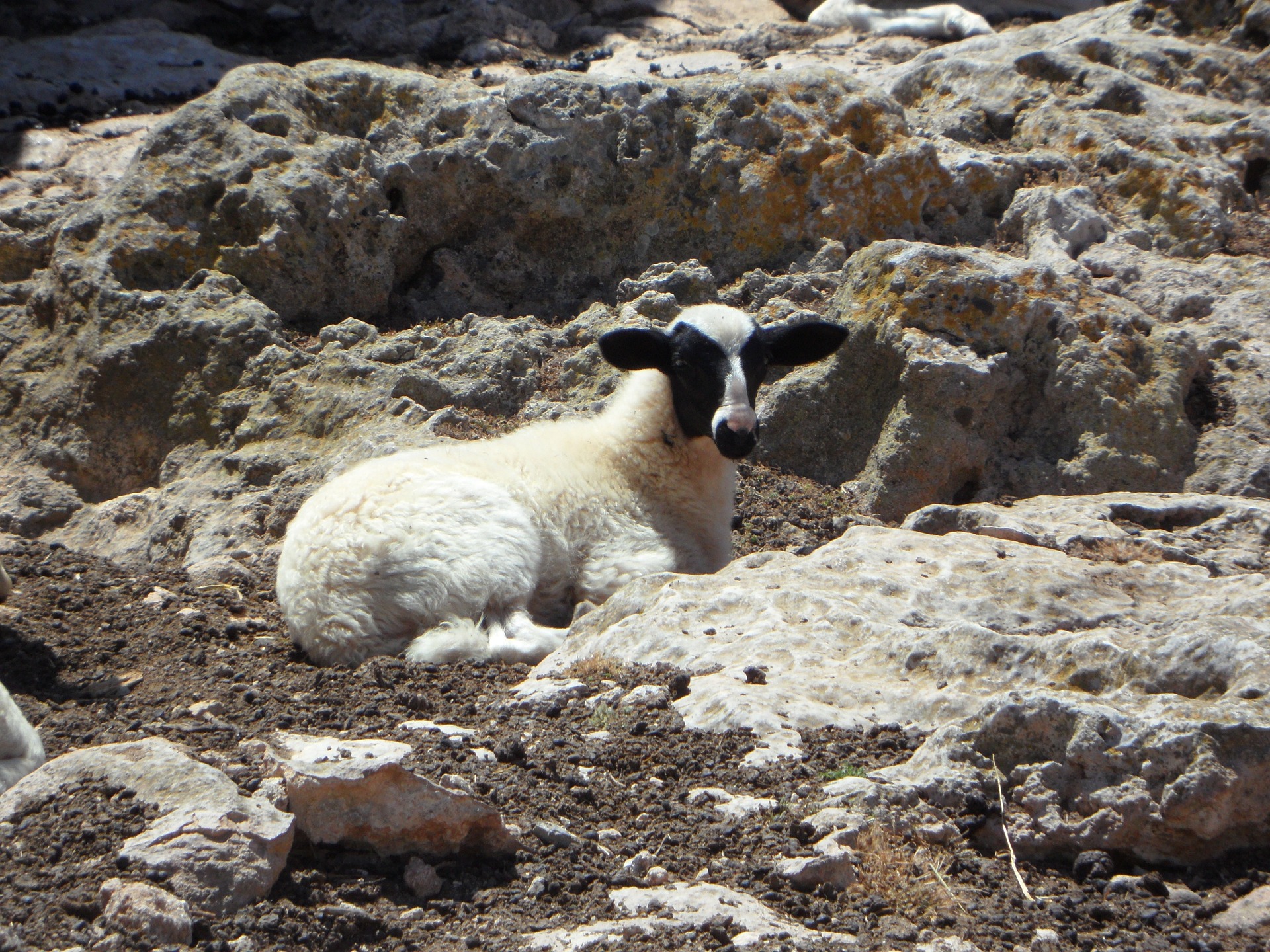 A Lost Sheep is Waiting for You